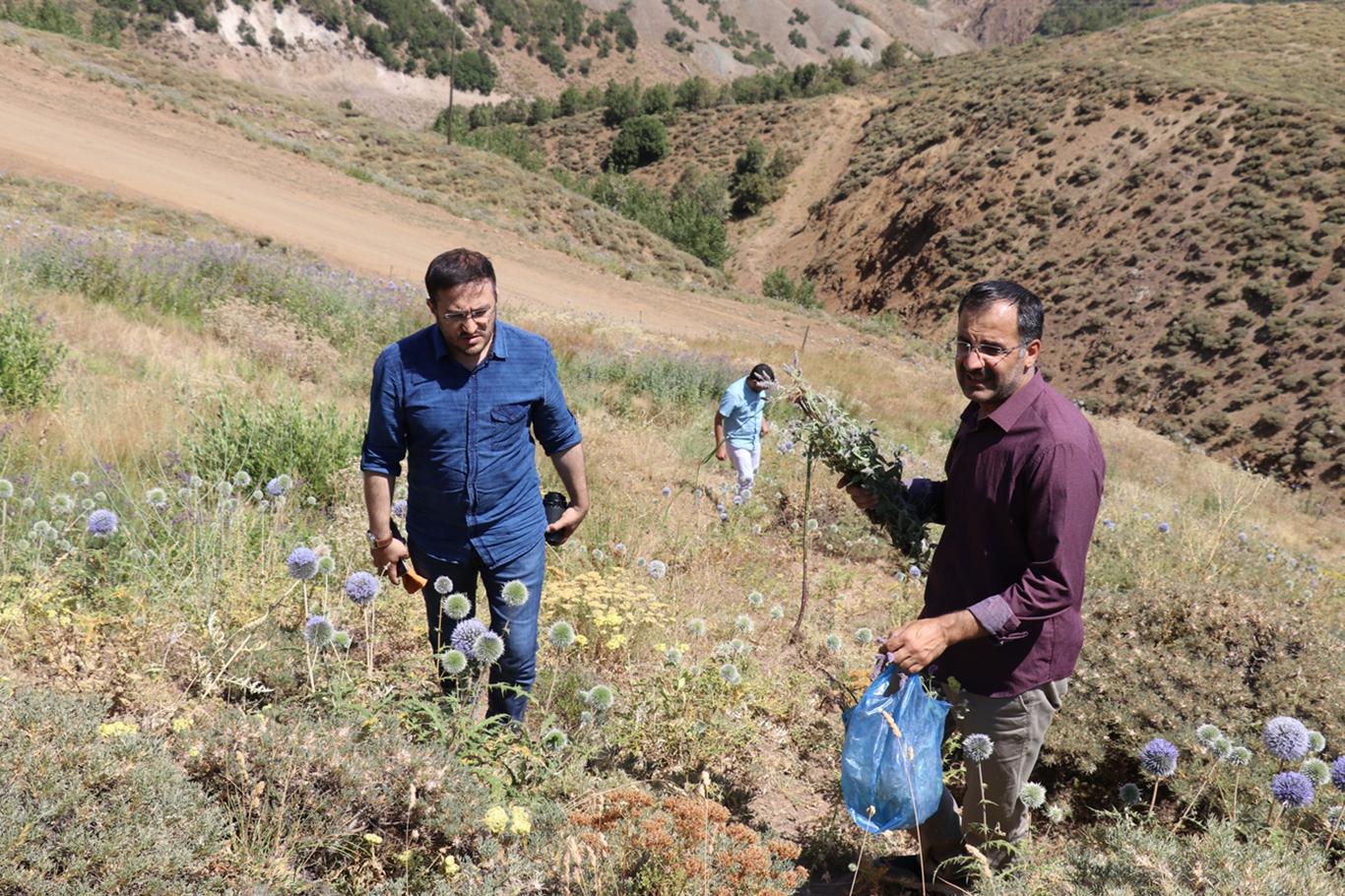 Bingöl’de ekonomik değeri olan bitkiler belirleniyor